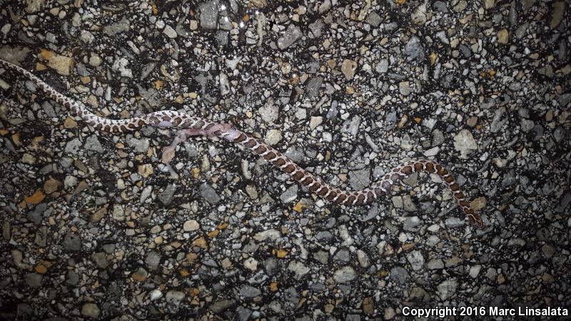 Texas Glossy Snake (Arizona elegans arenicola)