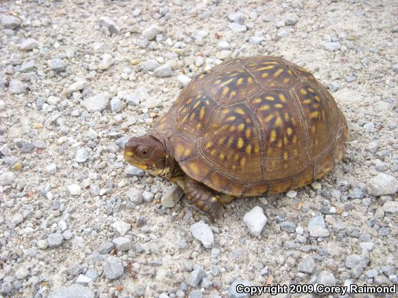 Three-toed Box Turtle (Terrapene carolina triunguis)