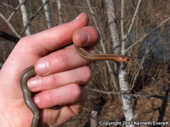 Short-headed Gartersnake (Thamnophis brachystoma)