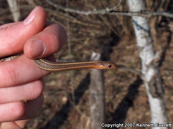 Short-headed Gartersnake (Thamnophis brachystoma)