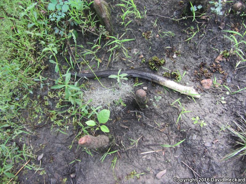 Three-toed Amphiuma (Amphiuma tridactylum)