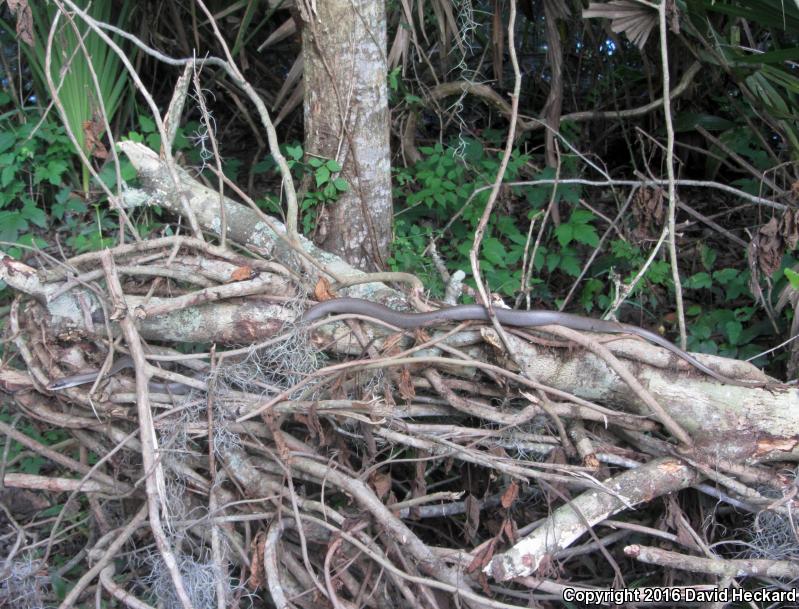 Black-masked Racer (Coluber constrictor latrunculus)