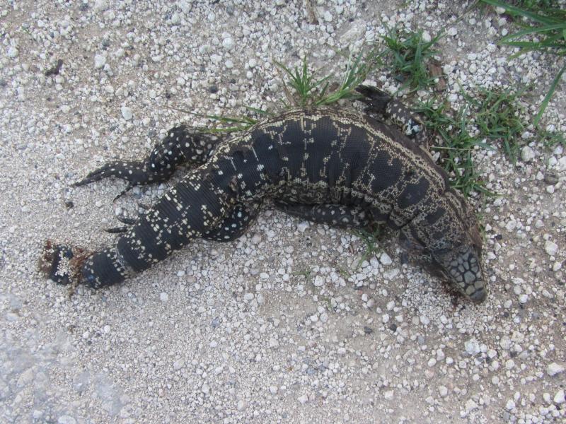 Argentine Giant Tegu (Tupinambis merianae)