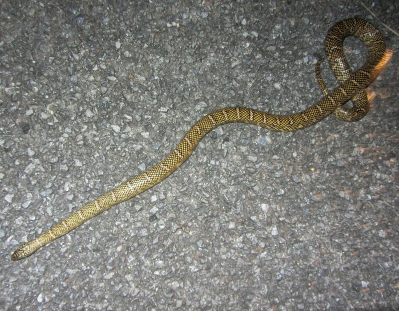 Florida Kingsnake (Lampropeltis getula floridana)