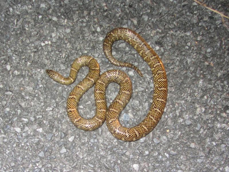 Florida Kingsnake (Lampropeltis getula floridana)