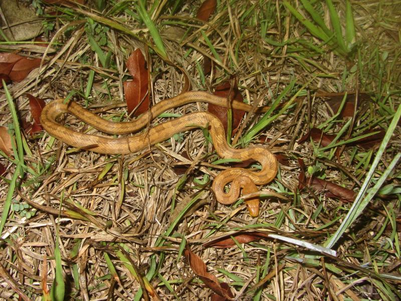 Everglades Ratsnake (Pantherophis obsoletus rossalleni)