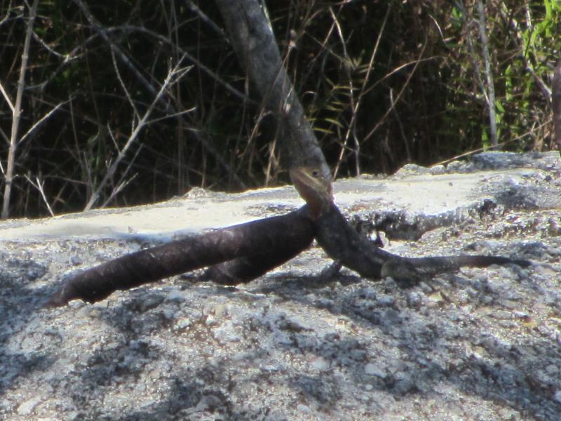 West African Rainbow Lizard (Agama agama africana)