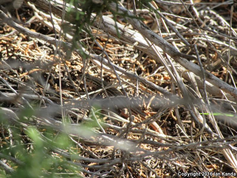 Texas Spotted Whiptail (Aspidoscelis gularis gularis)