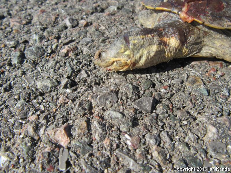 Yellow Mud Turtle (Kinosternon flavescens)