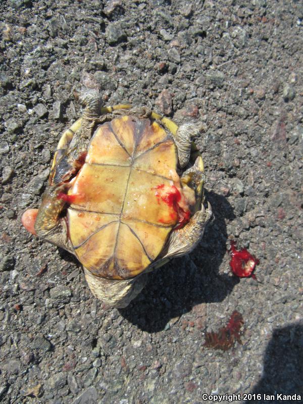 Yellow Mud Turtle (Kinosternon flavescens)