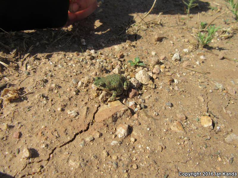 Eastern Green Toad (Anaxyrus debilis debilis)