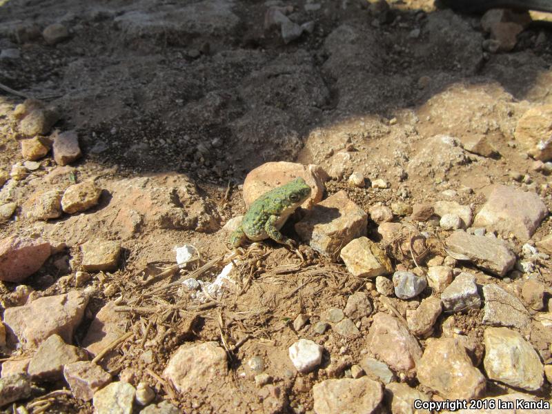 Eastern Green Toad (Anaxyrus debilis debilis)