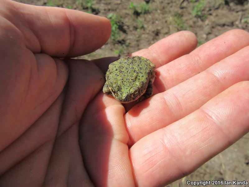 Eastern Green Toad (Anaxyrus debilis debilis)