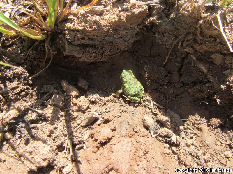 Eastern Green Toad (Anaxyrus debilis debilis)