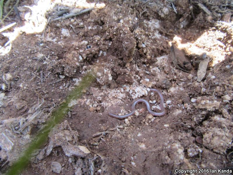 Texas Threadsnake (Leptotyphlops dulcis dulcis)