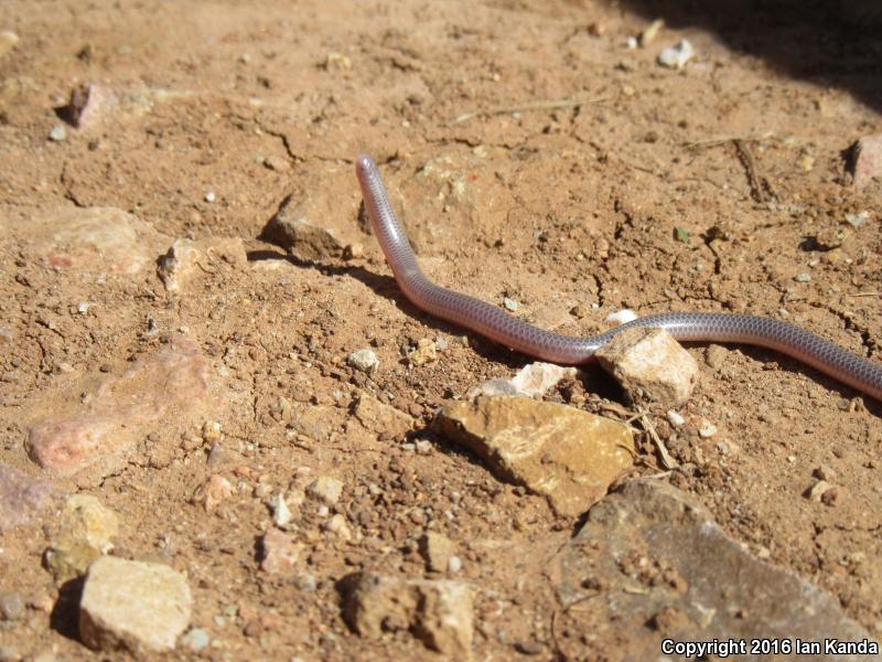 Texas Threadsnake (Leptotyphlops dulcis dulcis)