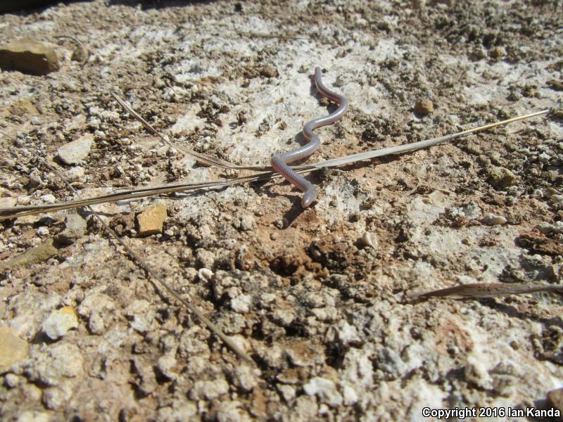 Texas Threadsnake (Leptotyphlops dulcis dulcis)