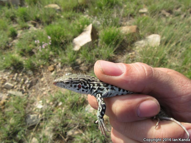 Common Checkered Whiptail (Aspidoscelis tesselata)