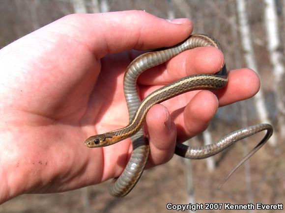 Short-headed Gartersnake (Thamnophis brachystoma)