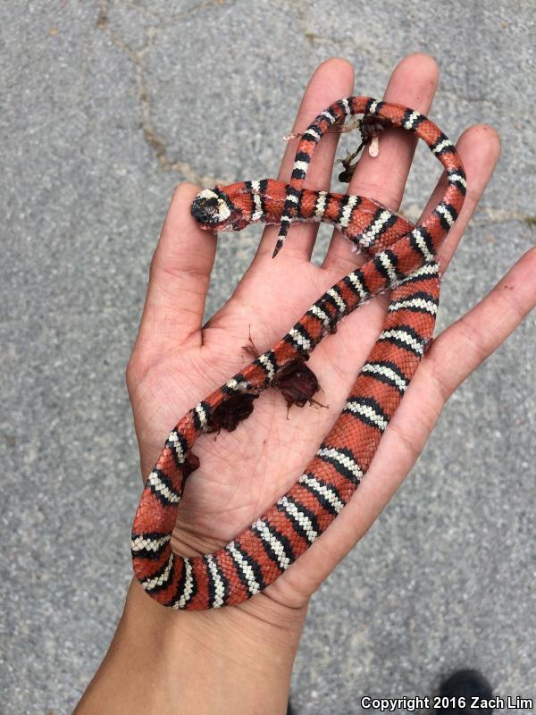 Coast Mountain Kingsnake (Lampropeltis zonata multifasciata)