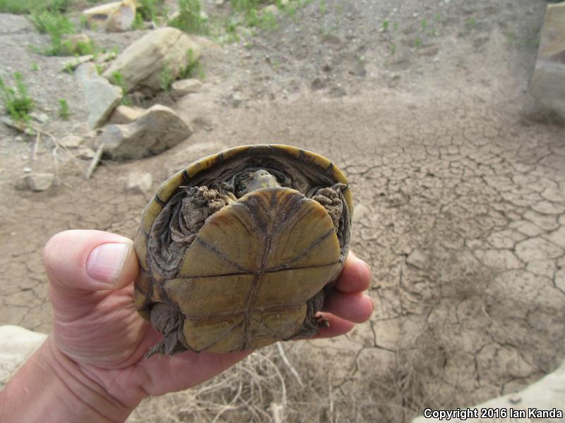 Yellow Mud Turtle (Kinosternon flavescens)