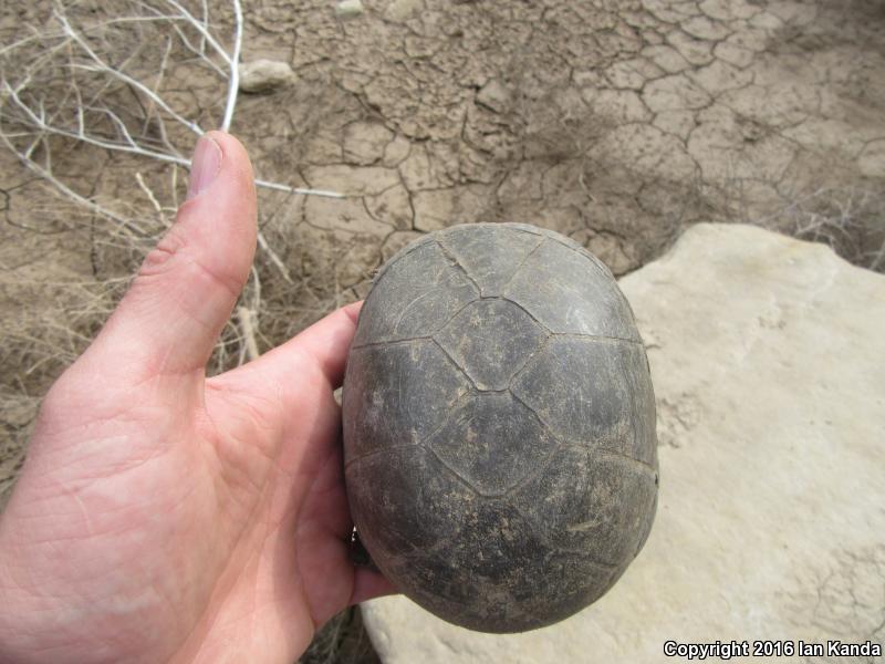 Yellow Mud Turtle (Kinosternon flavescens)