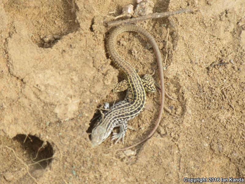 Common Checkered Whiptail (Aspidoscelis tesselata)