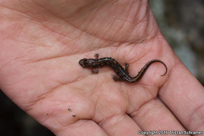 Imitator Salamander (Desmognathus imitator)