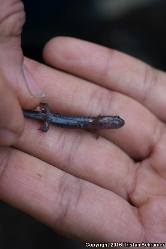 Imitator Salamander (Desmognathus imitator)