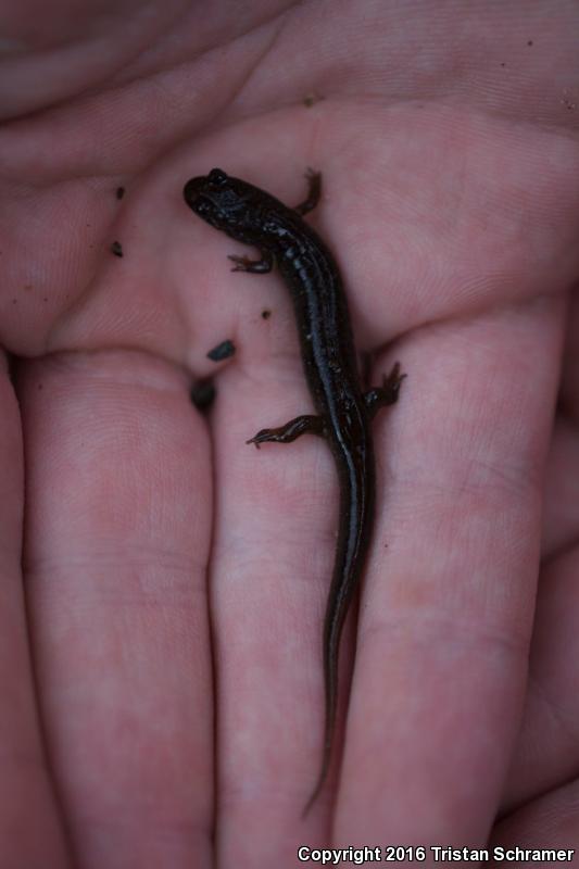 Santeetlah Dusky Salamander (Desmognathus santeetlah)