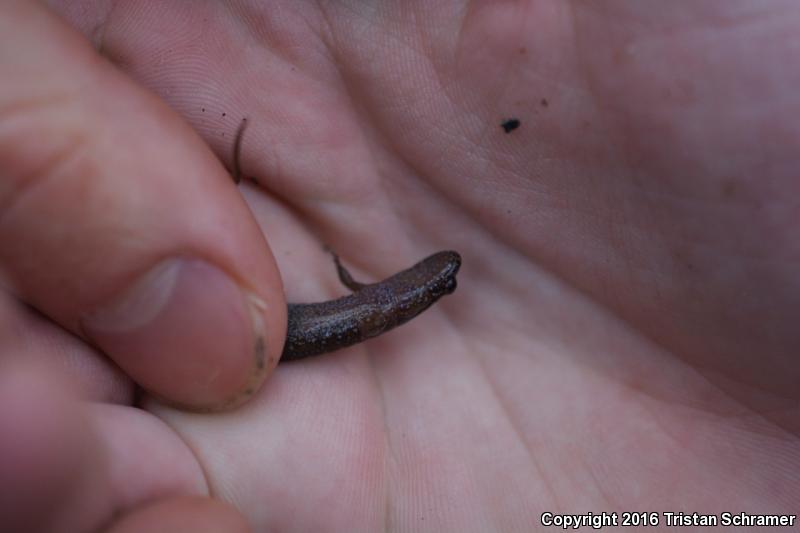 Santeetlah Dusky Salamander (Desmognathus santeetlah)