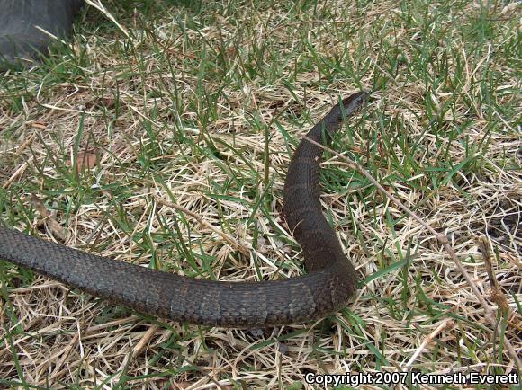 Northern Watersnake (Nerodia sipedon sipedon)