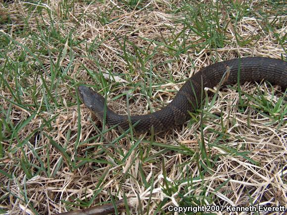 Northern Watersnake (Nerodia sipedon sipedon)