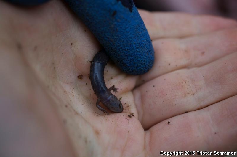 Imitator Salamander (Desmognathus imitator)