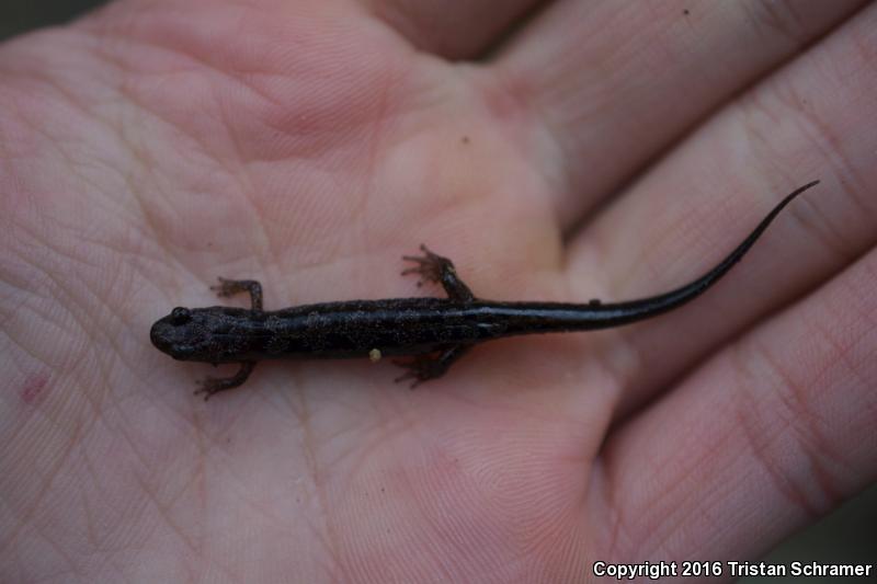 Imitator Salamander (Desmognathus imitator)