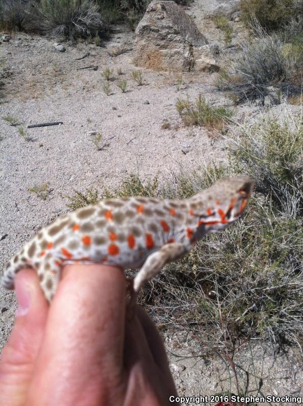 Longnose Leopard Lizard (Gambelia wislizenii)