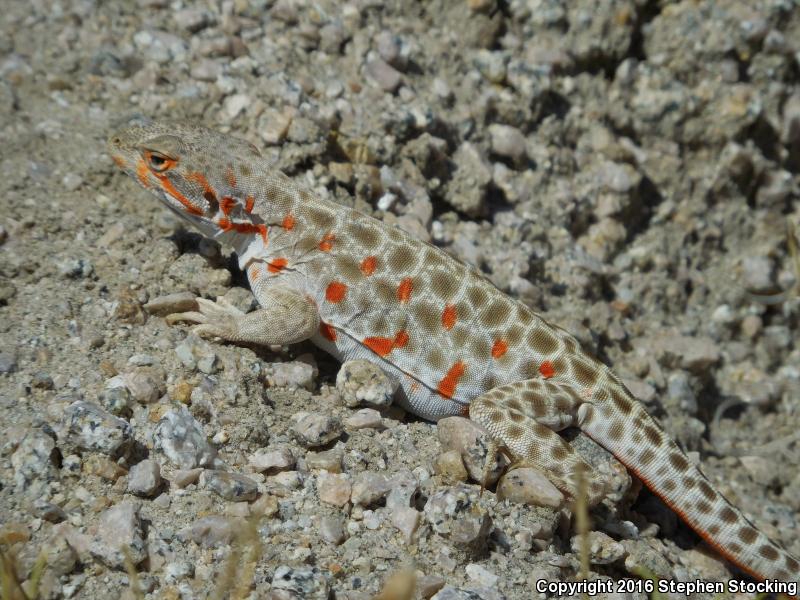 Longnose Leopard Lizard (Gambelia wislizenii)