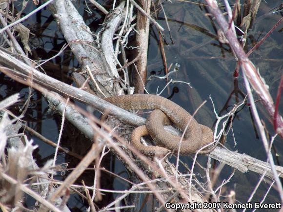 Northern Watersnake (Nerodia sipedon sipedon)