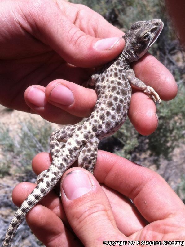 Longnose Leopard Lizard (Gambelia wislizenii)