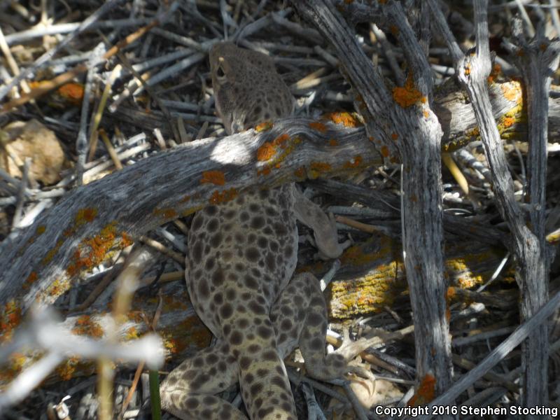 Longnose Leopard Lizard (Gambelia wislizenii)