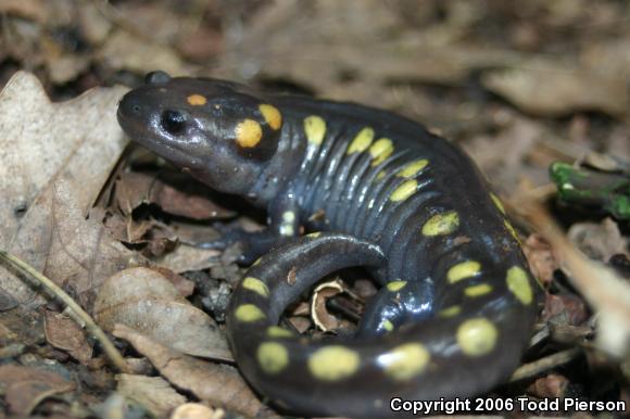 Spotted Salamander (Ambystoma maculatum)