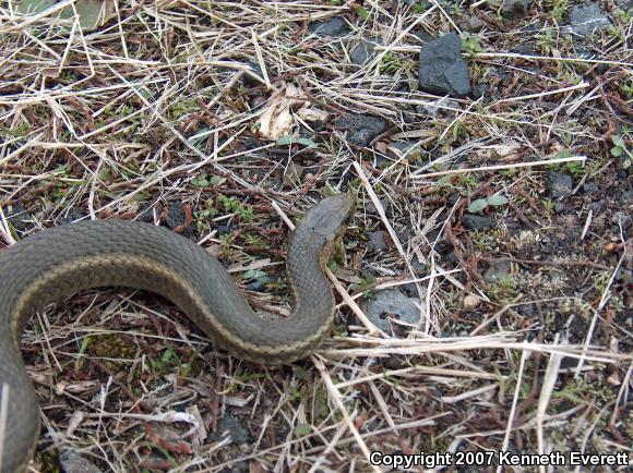 Short-headed Gartersnake (Thamnophis brachystoma)