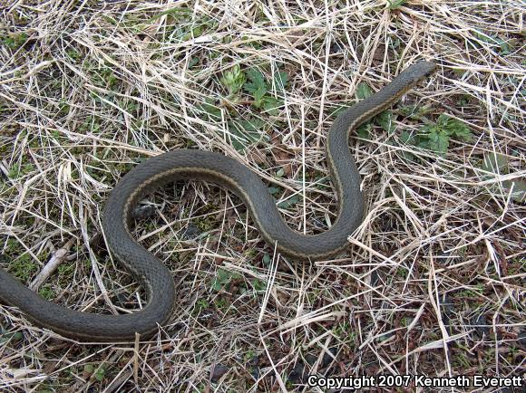 Short-headed Gartersnake (Thamnophis brachystoma)