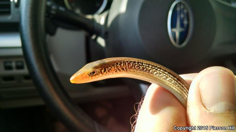 Mimic Glass Lizard (Ophisaurus mimicus)