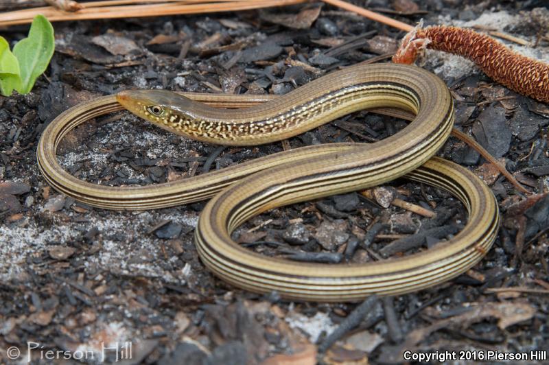 Mimic Glass Lizard (Ophisaurus mimicus)