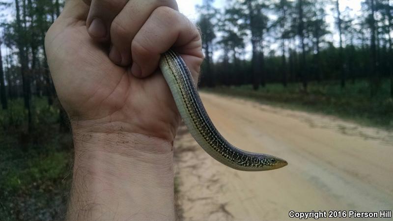 Mimic Glass Lizard (Ophisaurus mimicus)