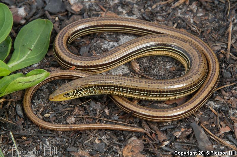 Mimic Glass Lizard (Ophisaurus mimicus)