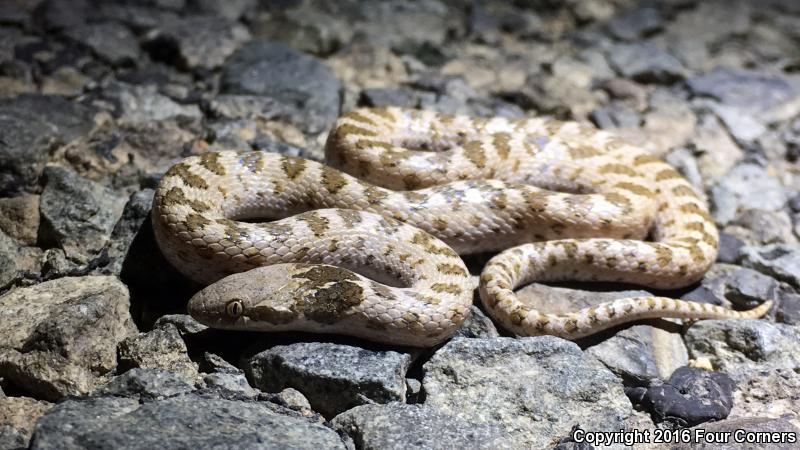 Mesa Verde Nightsnake (Hypsiglena chlorophaea loreala)