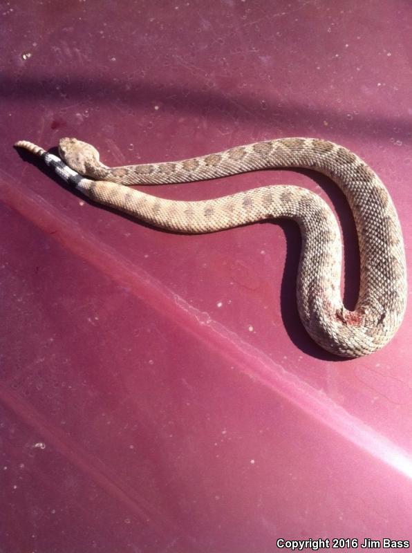 Western Diamond-backed Rattlesnake (Crotalus atrox)