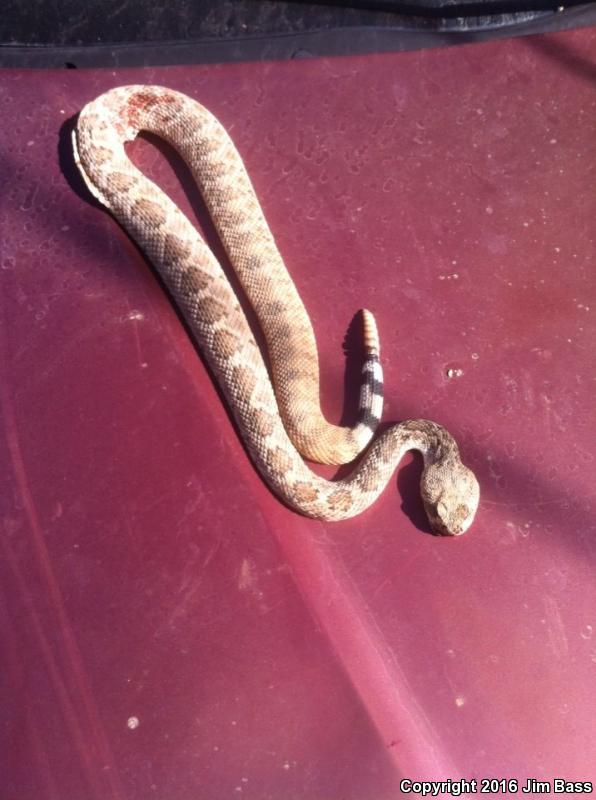 Western Diamond-backed Rattlesnake (Crotalus atrox)